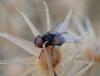 Phasia barbifrons